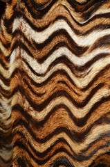 tiger fur background