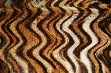 tiger fur background