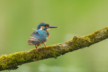 Close up of a Kingfisher Alcedo atthis preening