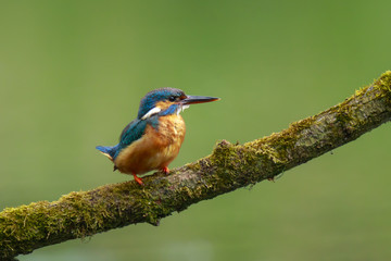 Close up of a Kingfisher Alcedo atthis