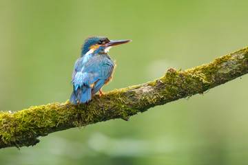 Close up of a Kingfisher Alcedo atthis
