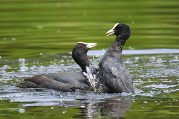 Eurasian coots, Fulica atra, waterfowl battle