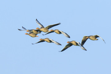 Greylag geese (Anser Anser) migrating