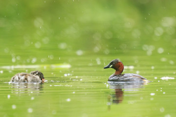 Little grebe Tachybaptus ruficollis feeding chicks