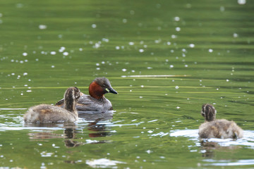 Little grebe Tachybaptus ruficollis feeding chicks