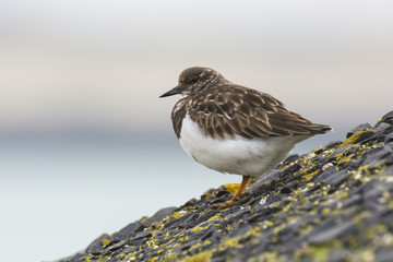 Closeup of a Rubby turnstone Arenaria interpres wading bird foraging between rocks at the sea coast