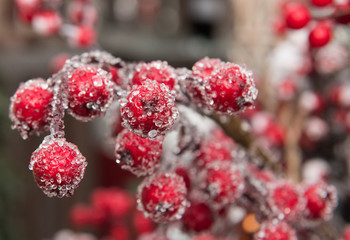Christmas Berries Ornament