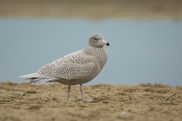 glaucous gull Larus hyperboreus
