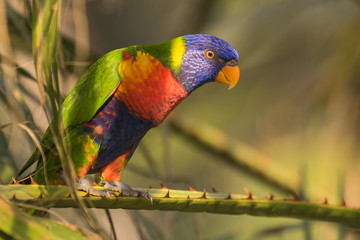 rainbow lorikeet (Trichoglossus moluccanus)