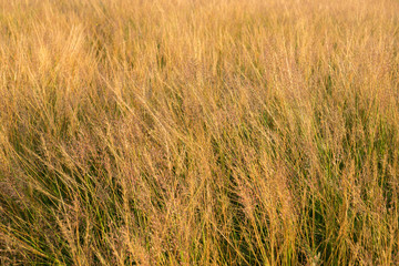 Grass flowers with dew in the morning.