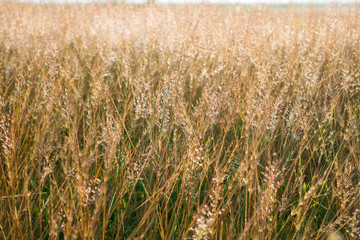 Grass flowers with dew in the morning.