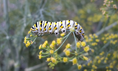 Swallowtail Caterpillar on Dill