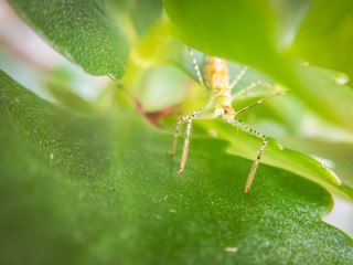 Assasin Bug Nymph