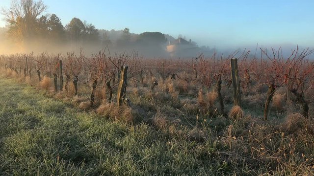 Bordeaux vineyard in autumn under the frost and fog, Time Lapse
