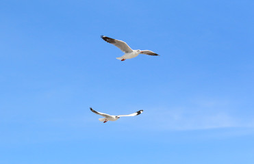 seagull flying in the blue sky