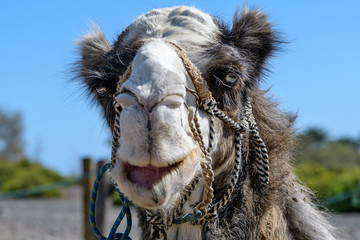 Camels eyes