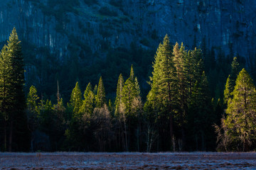 morning sunrise with trees