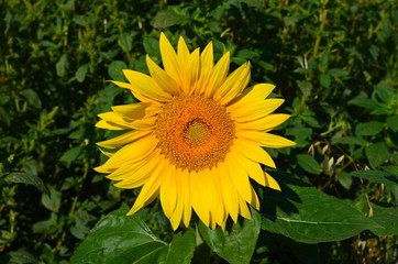 Fleur de tournesol.