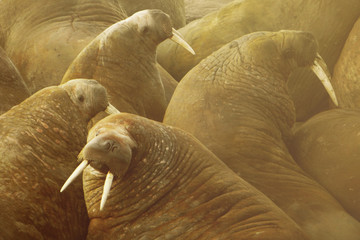 A herd of walruses, toned