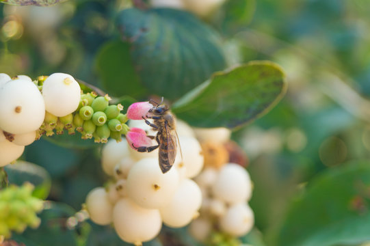 Branch of snowberry with flowers and berries and one bee in the garden