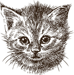 sketch portrait of a small kitten