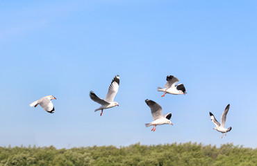 seagull flying in the blue sky