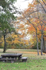 公園のテーブルと紅葉