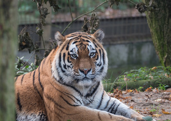 Fototapeta na wymiar Close up view of a Siberian tiger