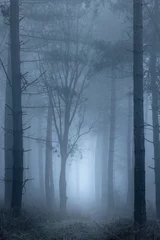 Zelfklevend Fotobehang Path through foggy woodland © RTimages