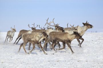Beautiful reindeer in motion (running deer) in the snow