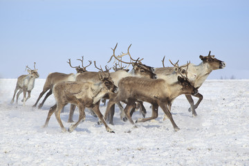 Obraz premium Beautiful reindeer in motion (running deer) in the snow