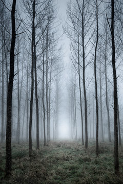 Fototapeta Tree plantation in fog