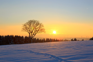 Fototapeta na wymiar Winter sunset landscape with tree.