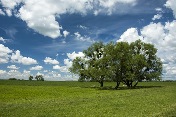 Trees in the meadow and white clouds in the sky