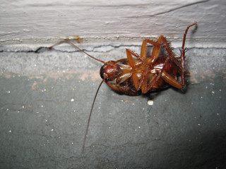 dead roach