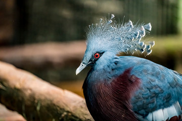 Victoria Crowned Pigeon