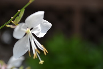 Obraz na płótnie Canvas White Flower Close up