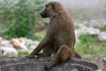 baboon on a pipe