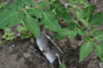 Shovel - Garden Tool