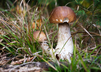 Wild porcini mushrooms