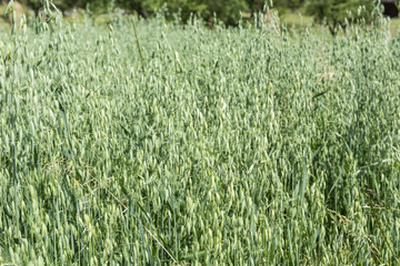 Small rope with oat.