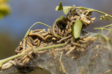 Caterpillars of ermine moths (Yponomeuta)