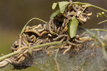 Caterpillars of ermine moths (Yponomeuta)