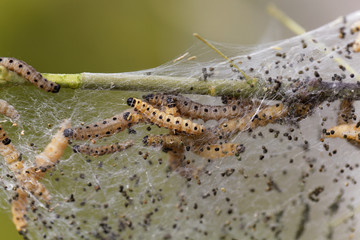 Caterpillars of ermine moths (Yponomeuta)