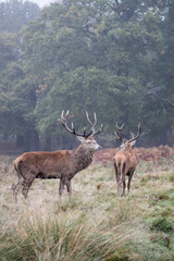 Two stags in autumn