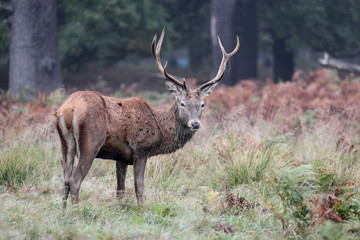Obraz premium Young stag in autumn
