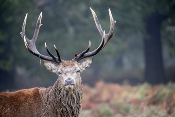 Red stag head shot