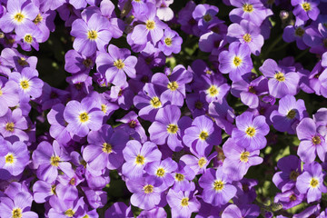 Close-up: many small flowers of Aubrieta Axcent Light Blue with yellow in center grow in spring time. 