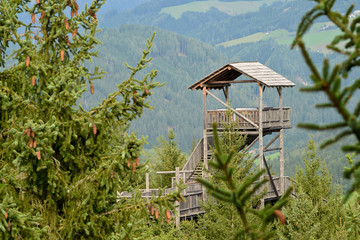 Forest Skywalk in Wipfelwanderweg Rachau in  Austria