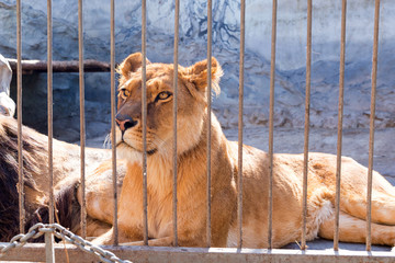 Lioness in captivity in a zoo behind bars. Power and aggression in the cage.